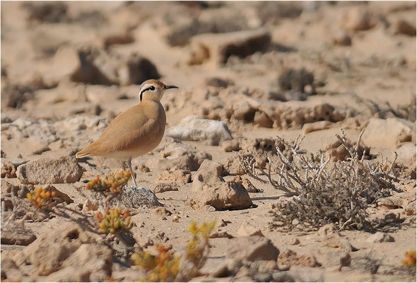 RENNVOGEL, CREAM-COLOURED COURSER, CURSORIUS CURSOR