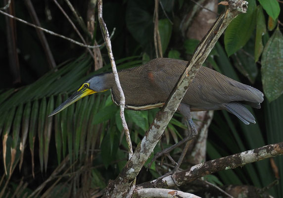 NACKTKEHLREIHER, BARE-THROATED TIGER-HERON, TIGRISOMA MEXICANUM