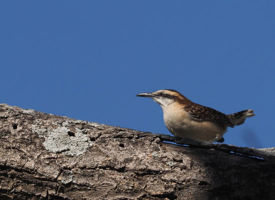 ROTNACKENZAUNKÖNIG, RUFOUS-NAPED WREN, CAMPYLORHYNCHUS RUFINUCHA