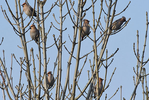 SEIDENSCHWANZ, WAXWING, BOMBYCILLA GARRULUS