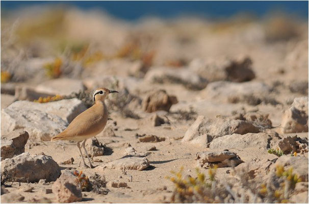 RENNVOGEL, CREAM-COLOURED COURSER, CURSORIUS CURSOR