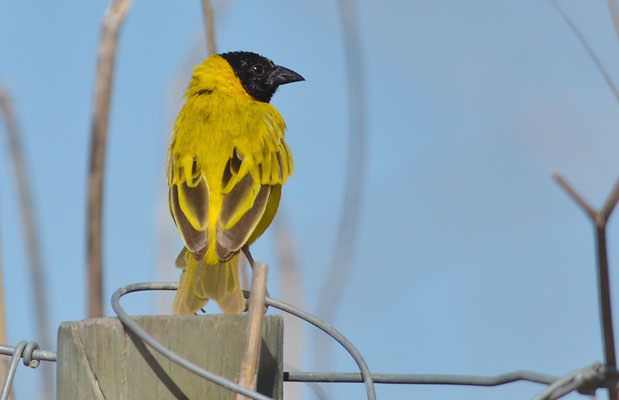 SCHWARZKOPFWEBER, BLACK-HEADED WEAVER, PLOCEUS MELANOCEPHALES