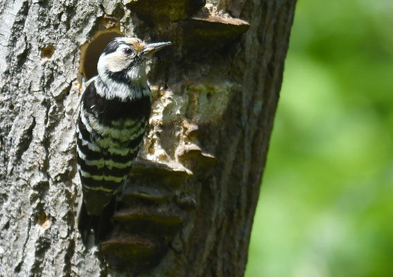 KLEINSPECHT, LESSER SPOTTED WOODPECKER, DENDROCOPOS MINOR