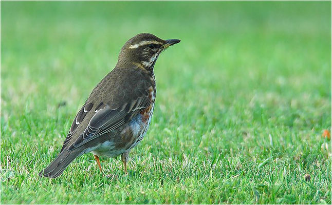 ROTDROSSEL, REDWING, TURDUS ILIACUS