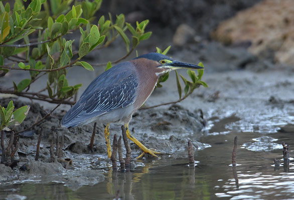 GRÜNREIHER, GREEN HERON, BUTORIDES VIRESCENS