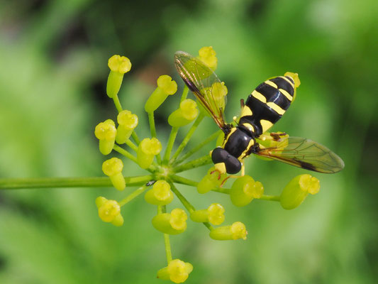 XANTHOGRAMMA PEDISSEQUUM, SPÄTE GELBRANDSCHWEBFLIEGE