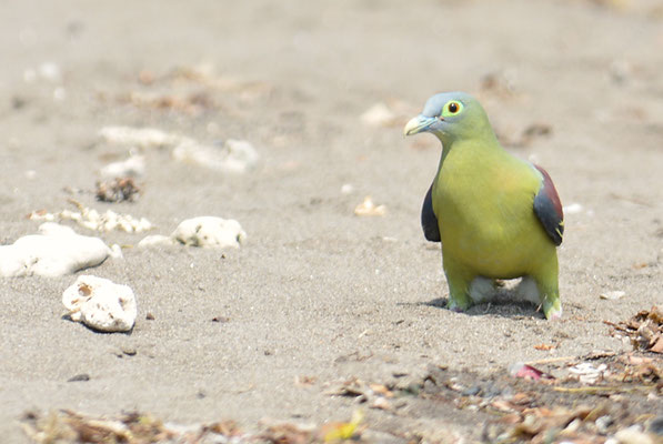 GRAUMASKENTAUBE, GREY-CHEEKED GREEN PIGEON, TRERON GRISEICAUDA