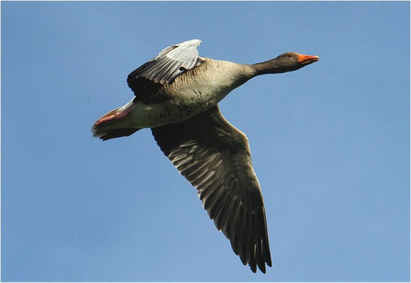 GRAUGANS, GREYLAG GOOSE, ANSER ANSER