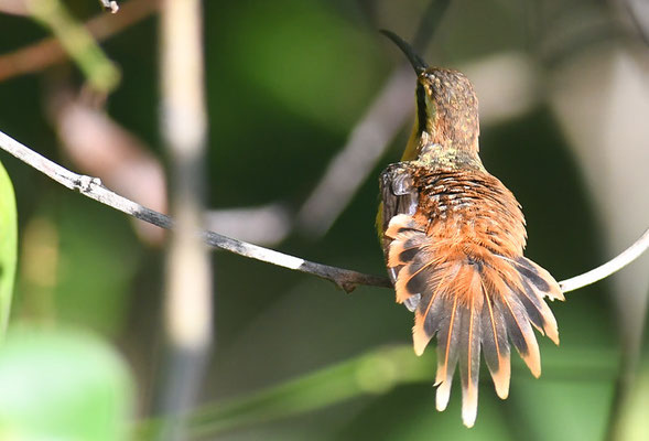 ROTER ZWERGSCHATTENKOLIBRI, REDDISH HERMIT, PHAETORNIS RUBER 