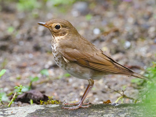 ZWERGDROSSEL, SWAINSON´S THRUSH - CATHARUS USTULATUS