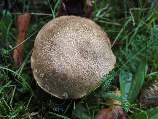 Gemeiner Rotfußröhrling  - Xerocomus chrysenteron