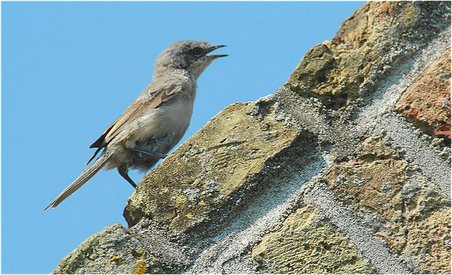 KLAPPERGRASMÜCKE, LESSER WHITETHROAT, SYLVIA CURRUCA