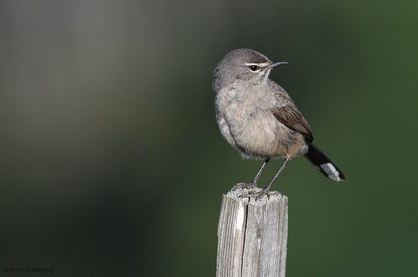 KARRUHECKENÄNGER, KAROO SCRUB ROBIN, CERCOTRICHAS CORYPHOEUS