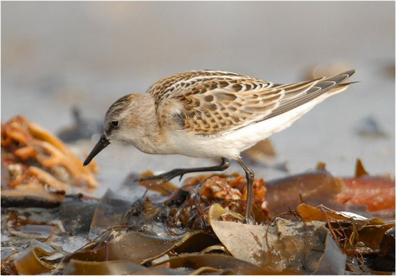 ZWERGSTRANDLÄUFER, LITTLE STINT, CALIDRIS MINUTA