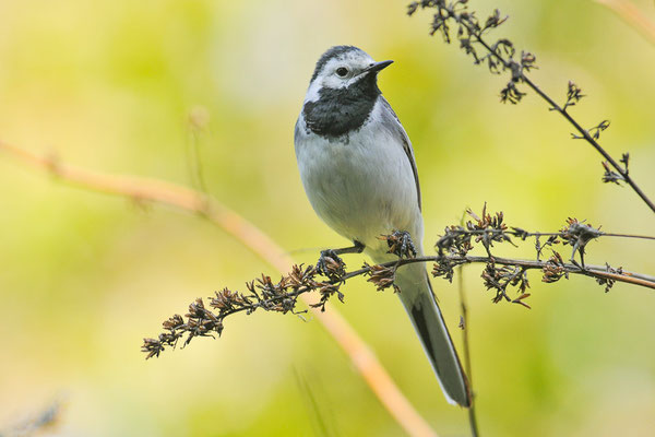 BACHSTELZE, WHITE WAGTAIL, MOTACILLA ALBA