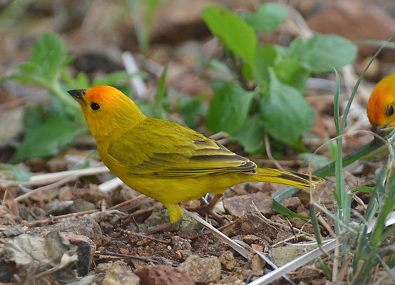 SAFRANAMMER, SAFFRON FINCH, SICALIS FLAVEOLA