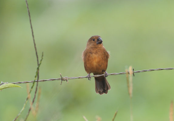 DICKSCHNABEL-REISKNACKER, THICK-BILLED SEED-FINCH, ORYZOBORUS FUNEREUS