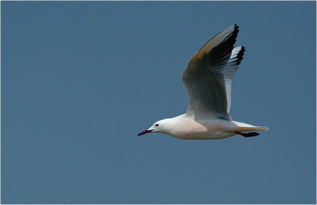 DÜNNSCHNABELMÖWE, SLENDER-BILLED GULL, CHROICOCEPHALUS GENEI