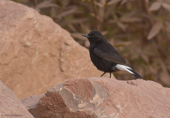 TRAUERSTEINSCHMÄTZER, BLACK WHEATEAR, OENANTHE LEUCURA
