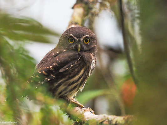 ANDEN-SPERLINGSKAUZ, ANDEAN PYGMY OWL - GLAUCIDIUM JARDINII