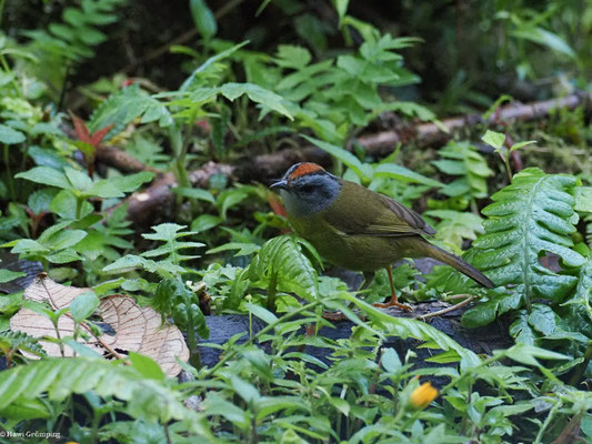GOLDSCHEITELWALDSÄNGER, RUSSET-CROWNED WARBLER - MYIOTHLYPIS CORONATA