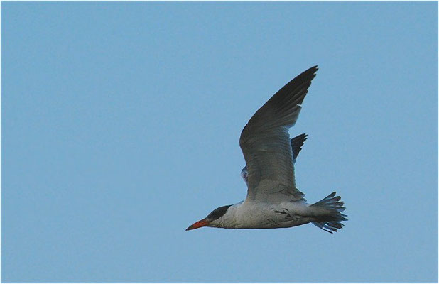 RAUBSEESCHWALBE, CAPIAN TERN, HYDROPROGNE CASPIA