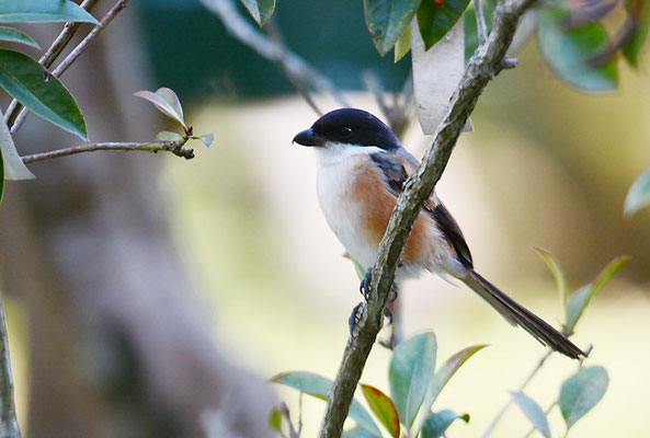 SCHACHWÜRGER, LONG-TAILED SHRIKE, LANIUS SCHACH