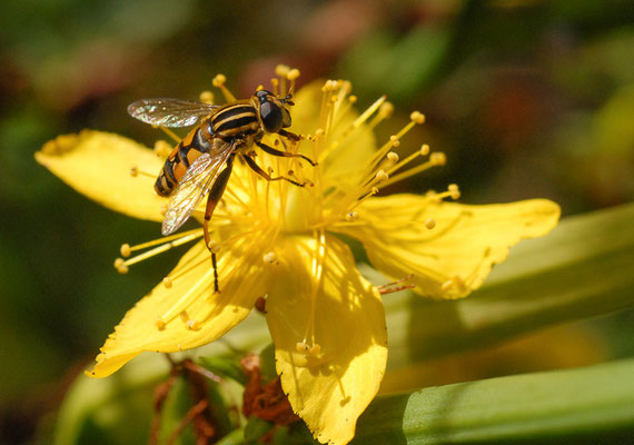 GEMEINE SUMPFSCHWEBFLIEGE, HELOPHILUS PENDULUS