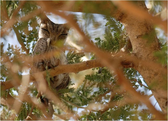AFRIKANISCHE ZWERGOHREULE, AFRICAN SCOPS OWL, OTUS SENEGALENSIS