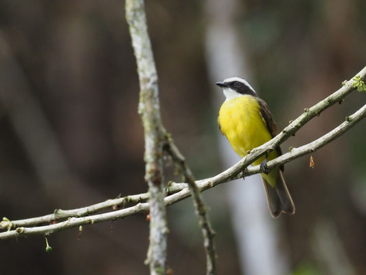 ROSTSCHWINGEN-MASKENTYRANN, RUSTY-MARGINED FLYCATCHER - MYIOZETETES CAYANENSIS