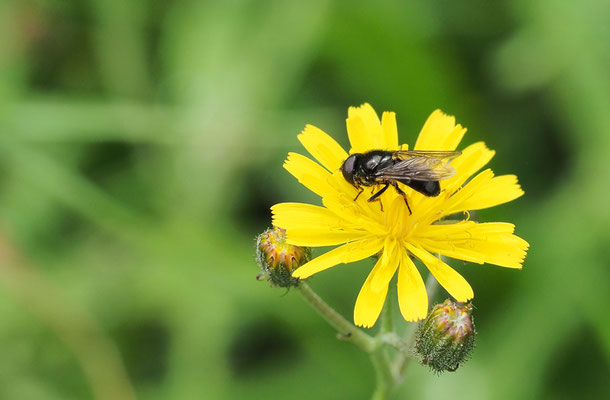 PILZ-ERZSCHWEBFLIEGE, CHEILOSIA SCUTELLATA