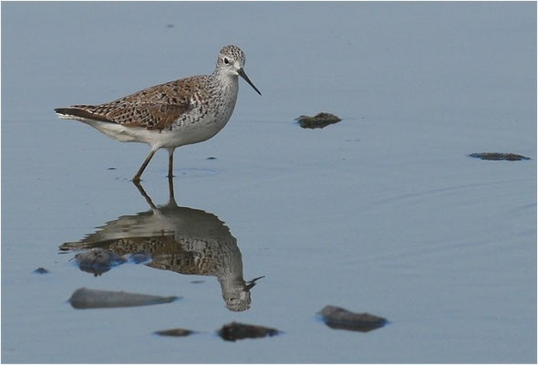 TEICHWASSERLÄUFER, MARSH SANDPIPER, TRINGA STAGNATILIS