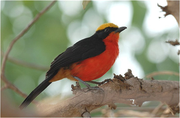GOLDSCHEITELWÜRGER, YELLOW-CROWNED GONOLEK, LANIARIUS BARBATUS