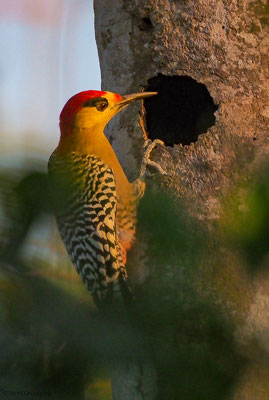 BAHAMASPECHT, WEST-INDIAN WOODPECKER, MELANERPES SUPERCILIARIS