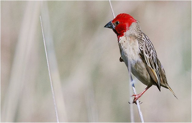 ROTKOPFWEBER, RED-HEADED QUELEA, QUELEA ERYTHROPS