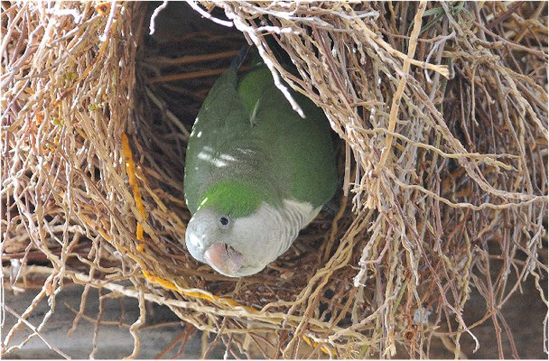 MÖNCHSSITTICH, MONK PARAKEET, MYIOPSITTA MONACHUS