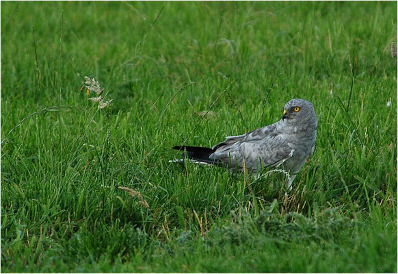 KORNWEIHE, HEN HARRIER, CIRCUS CYANCUS