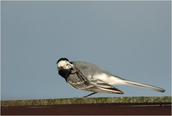 BACHSTELZE,WHITE WAGTAIL, MOTACILLA ALBA