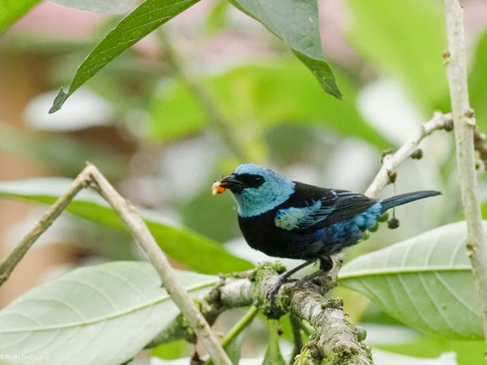 AZURKOPFTANGARE, BLUE-NECKED TANAGER - TANGARA CYANICOLLIS