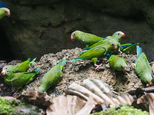 Kobaltflügelsittich, Cobalt-winged Parakeet - Brotogeris cyanoptera