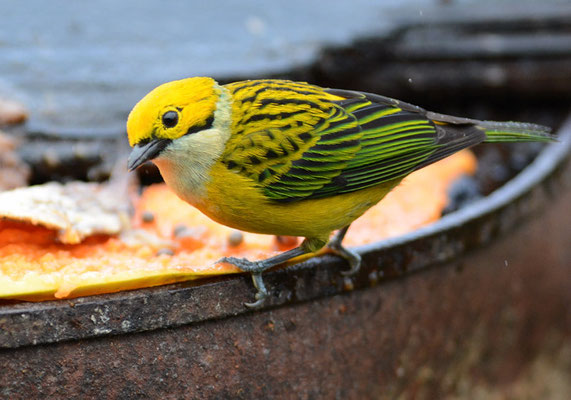 SILBERKEHLTANGARE, SILVER-THROATED TANAGER, TANGARA ICTEROCEPHALA