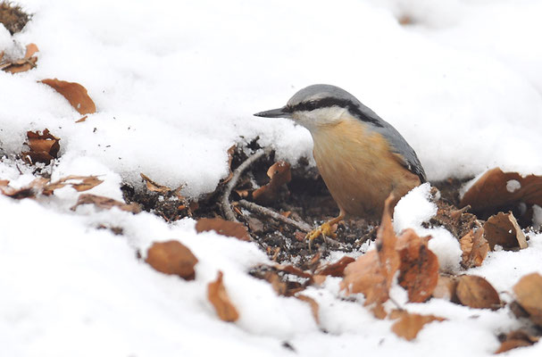 KLEIBER, NUTHATCH, SITTA EUROPAEA