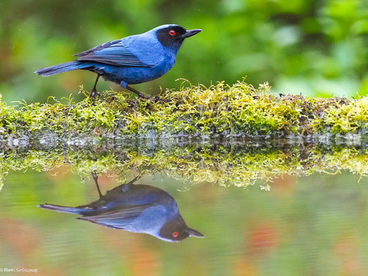 MASKENHAKENSCHNABEL, MASKED FLOWERPIERCER - DIGLOSSA CYANEA