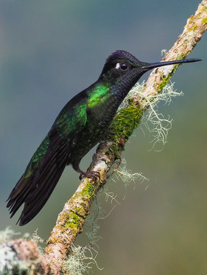 TALAMANCA-KOLIBRI, ADMIRABLE HUMMINGBIRD, EUGENES SPECTABILIS