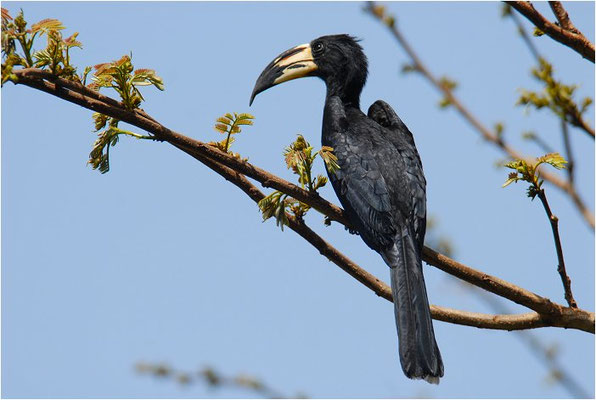 ELSTERTOKO, AFRICAN PIED HORNBILL ,TOCKUS FASCIATUS
