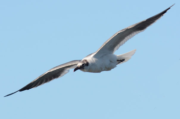 AZTEKENMÖWE, LAUGHING GULL, LARUS ATRICILLA