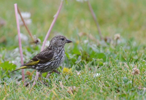 FICHTENZEISIG, PINE SISKIN, CARDUELIS PINUS