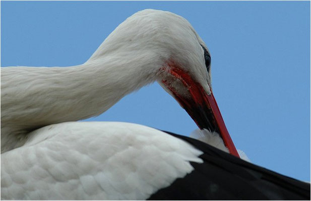 WEISSSTORCH, WHITE STORK, CICONIA CICONIA