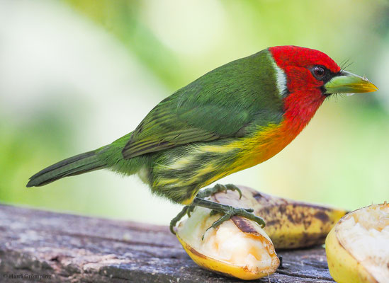 Andenbartvogel, Red-headed barbet, Eubucco bourcierii