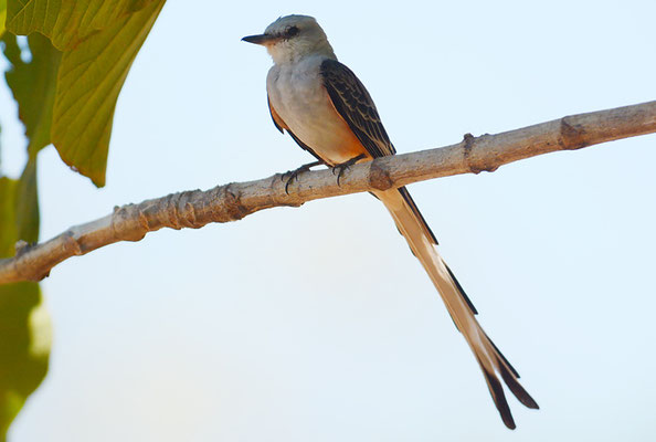 SCHERENSCHWANZ-KÖNIGSTYRANN, SCISSOR-TAILED FLYCATCHER, TYRANNUS FORFICATUS